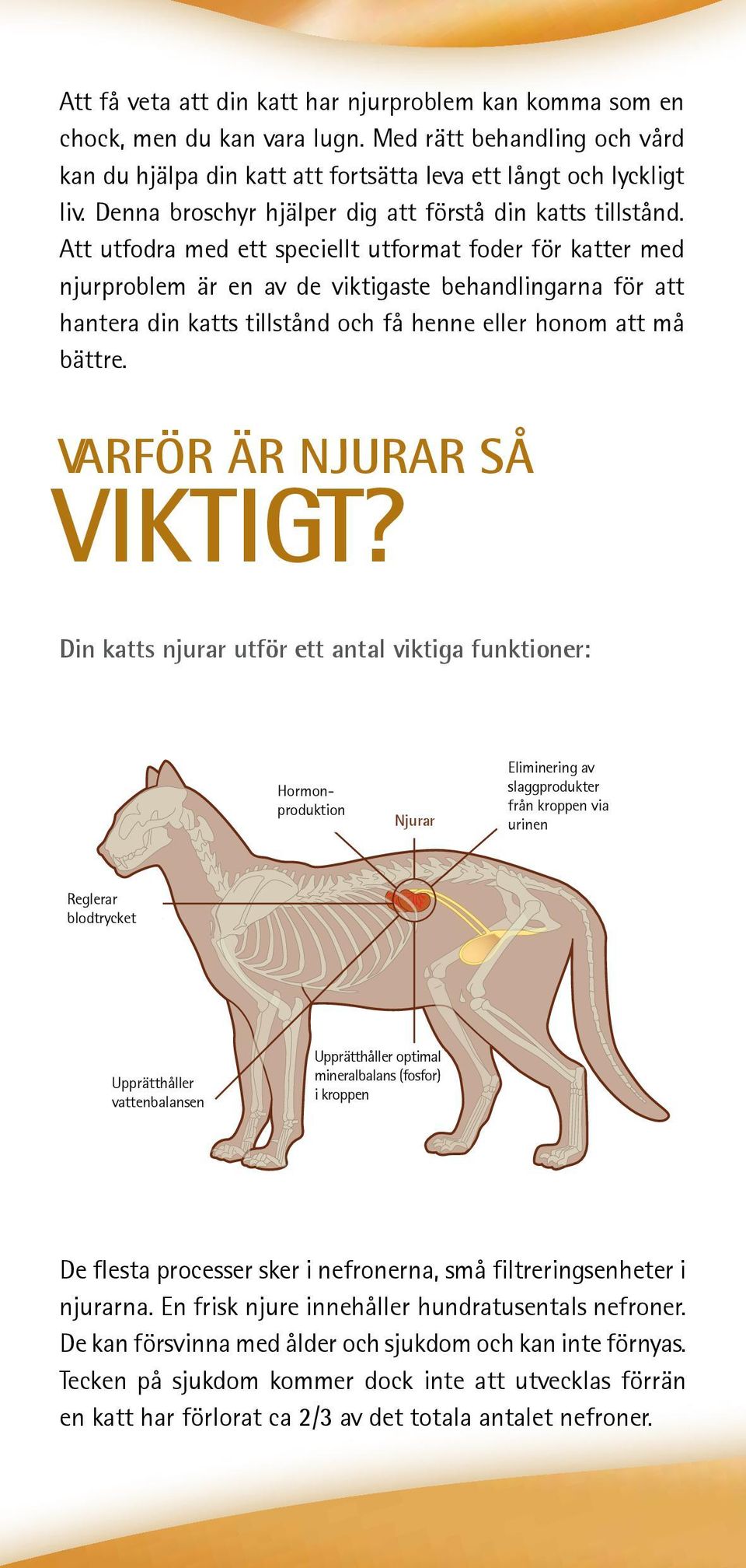 Att utfodra med ett speciellt utformat foder för katter med njurproblem är en av de viktigaste behandlingarna för att hantera din katts tillstånd och få henne eller honom att må bättre.