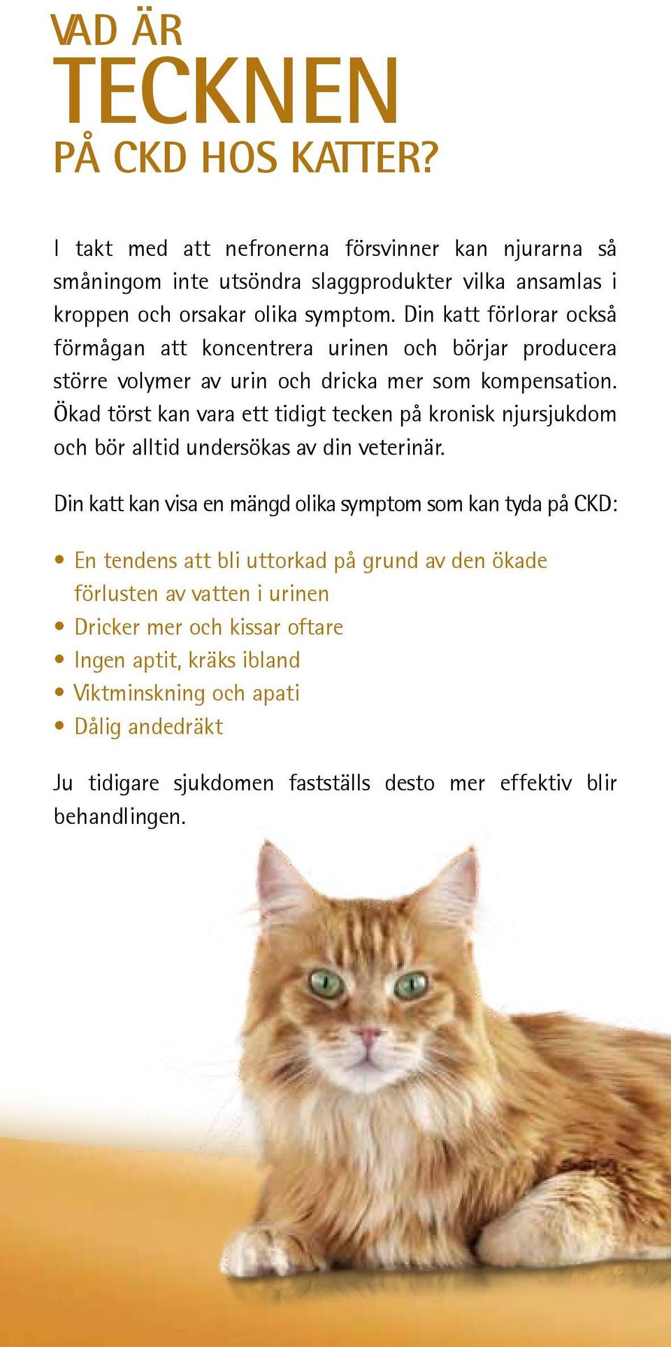 Ökad törst kan vara ett tidigt tecken på kronisk njursjukdom och bör alltid undersökas av din veterinär.