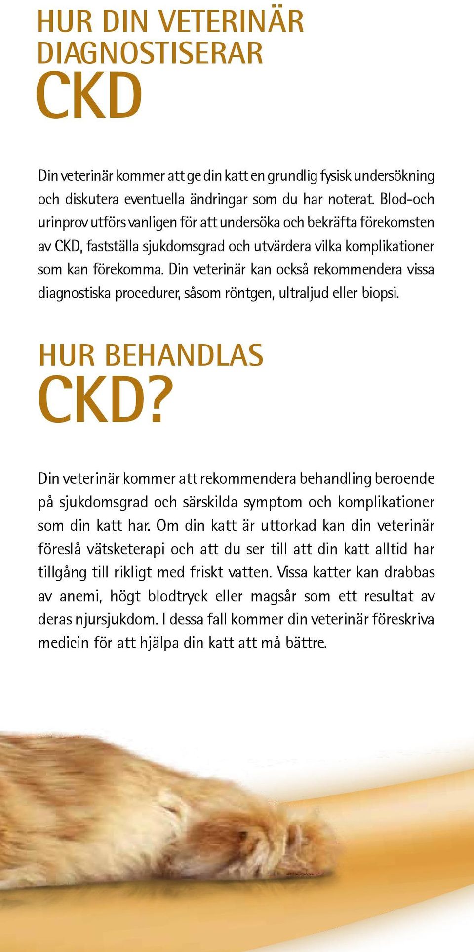 Din veterinär kan också rekommendera vissa diagnostiska procedurer, såsom röntgen, ultraljud eller biopsi. hur behandlas ckd?