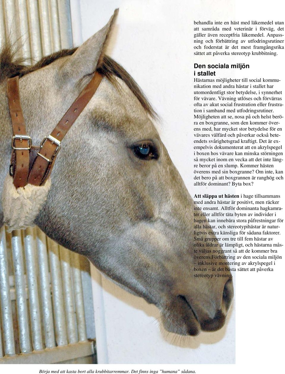 Den sociala miljön i stallet Hästarnas möjligheter till social kommunikation med andra hästar i stallet har utomordentligt stor betydelse, i synnerhet för vävare.