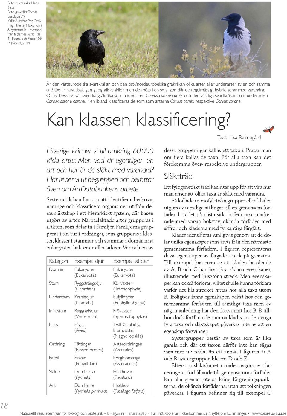 en och samma art? De är huvudsakligen geografiskt skilda men de möts i en smal zon där de regelmässigt hybridiserar med varandra.