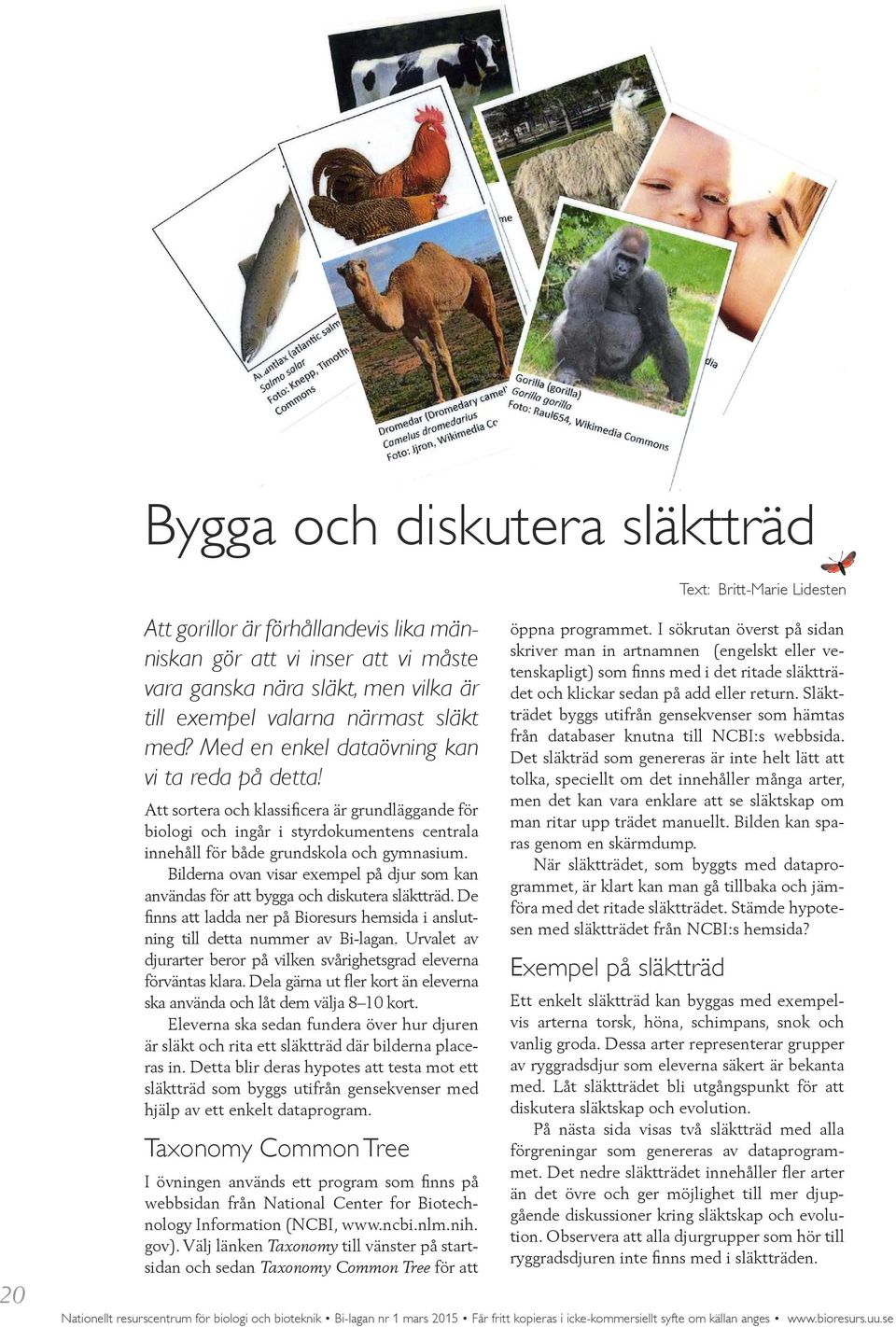Att sortera och klassificera är grundläggande för biologi och ingår i styrdokumentens centrala innehåll för både grundskola och gymnasium.