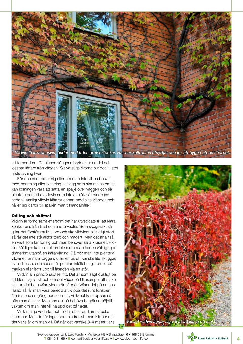 För den som oroar sig eller om man inte vill ha besvär med borstning eller blästring av vägg som ska målas om så kan lösningen vara att sätta en spaljé över väggen och så plantera den art av vildvin