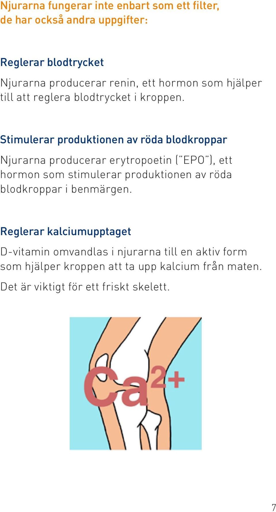 Stimulerar produktionen av röda blodkroppar Njurarna producerar erytropoetin ( EPO ), ett hormon som stimulerar produktionen av