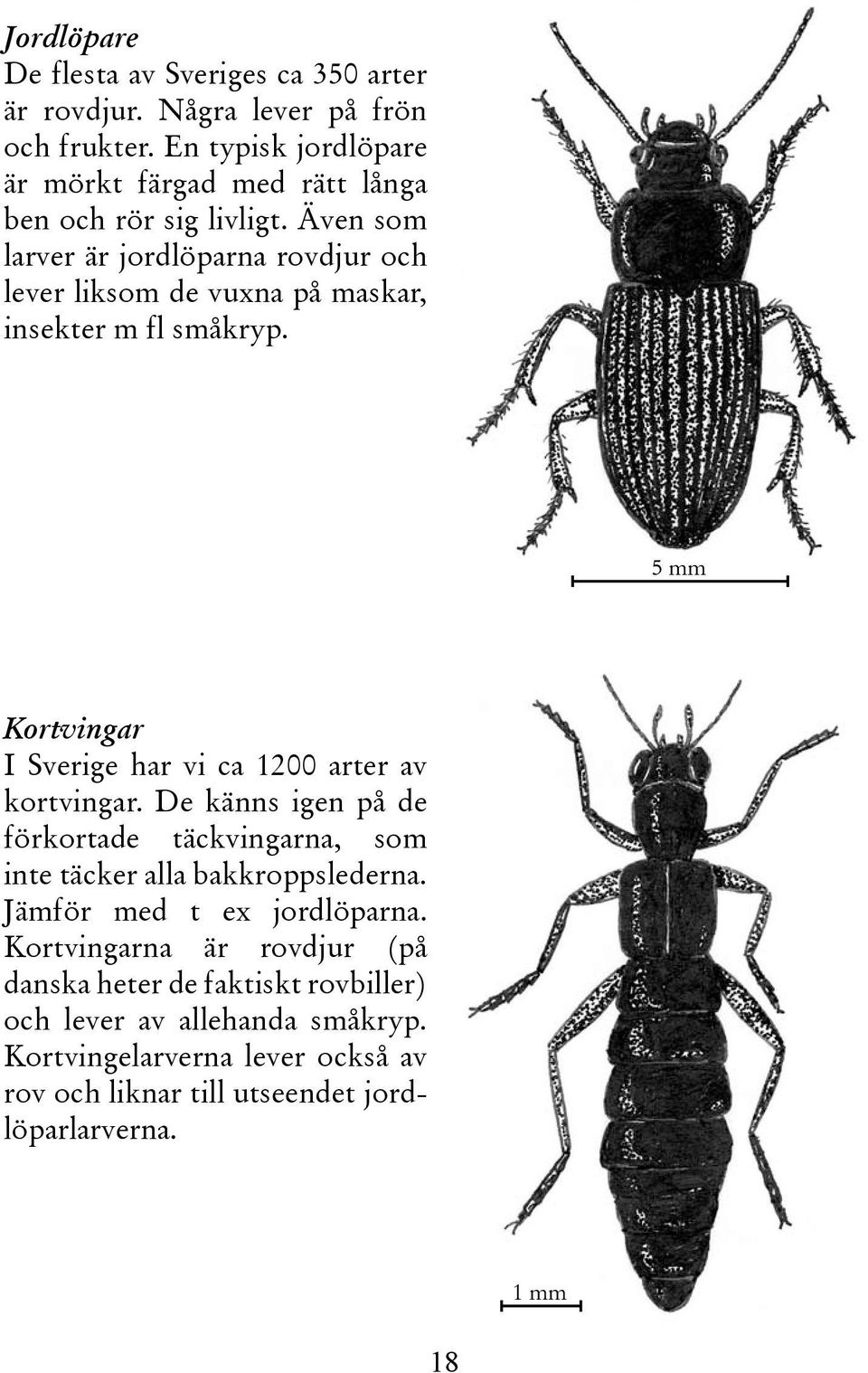Även som larver är jordlöparna rovdjur och lever liksom de vuxna på maskar, insekter m fl småkryp.