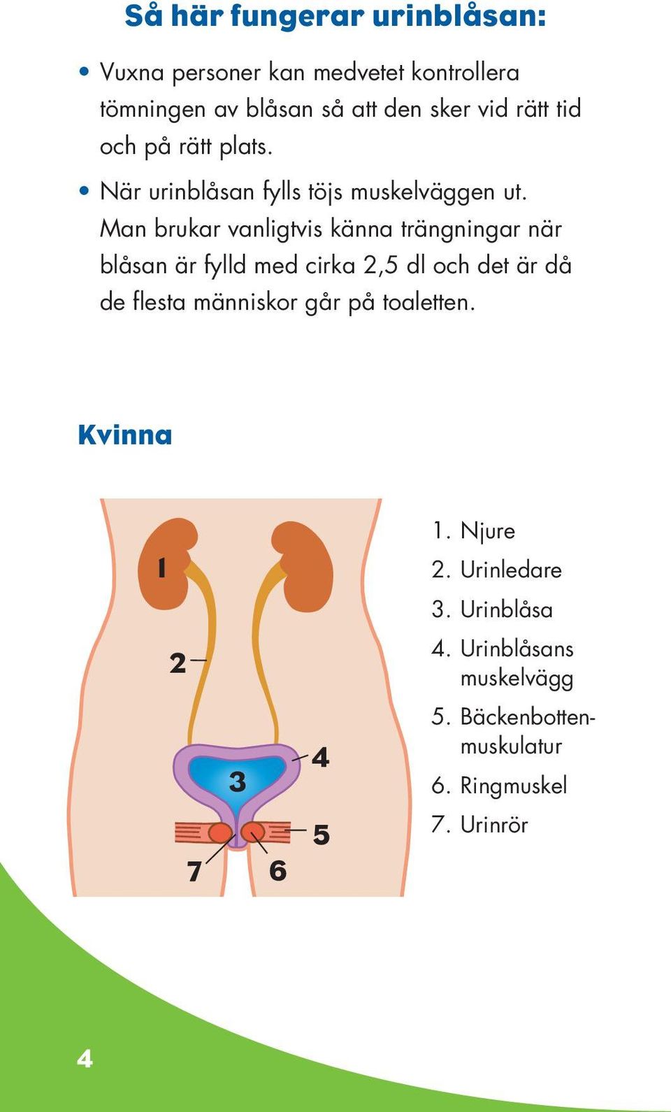 Man brukar vanligtvis känna trängningar när blåsan är fylld med cirka 2,5 dl och det är då de flesta människor