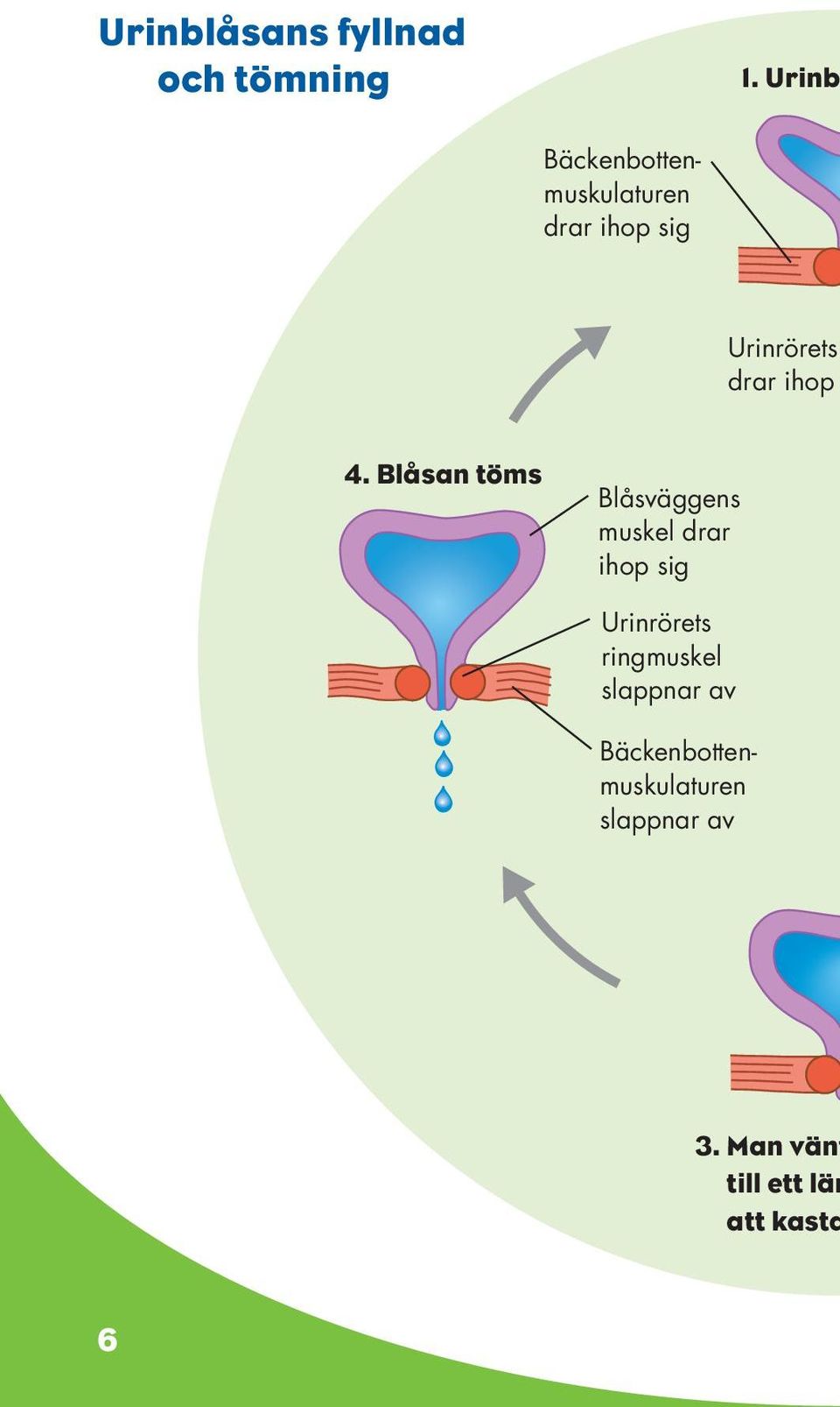 Urinb Bäckenbottenmuskulaturen drar ihop sig Urinrörets drar ihop