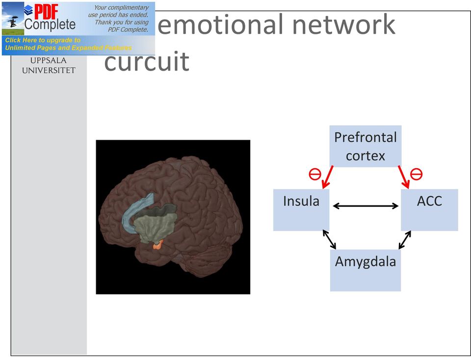 Prefrontal