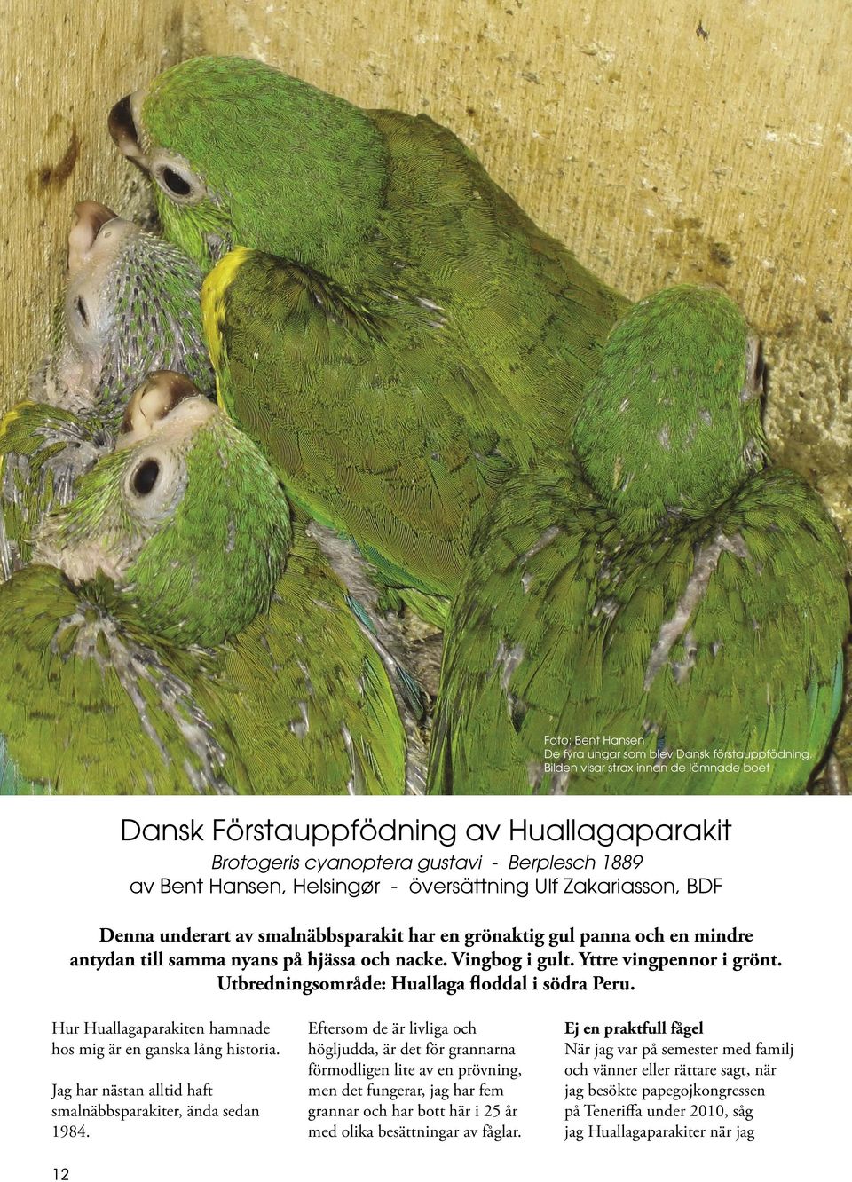 underart av smalnäbbsparakit har en grönaktig gul panna och en mindre antydan till samma nyans på hjässa och nacke. Vingbog i gult. Yttre vingpennor i grönt.