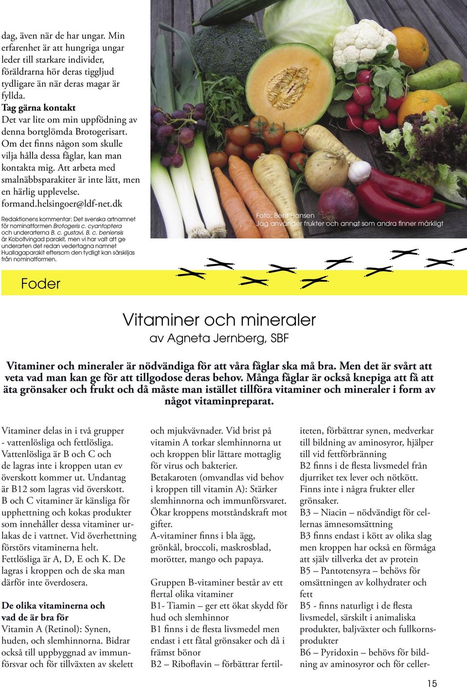 Att arbeta med smalnäbbsparakiter är inte lätt, men en härlig upplevelse. formand.helsingoer@ldf-net.dk Redaktionens kommentar: Det svenska artnamnet för nominatformen Brotogeris c.