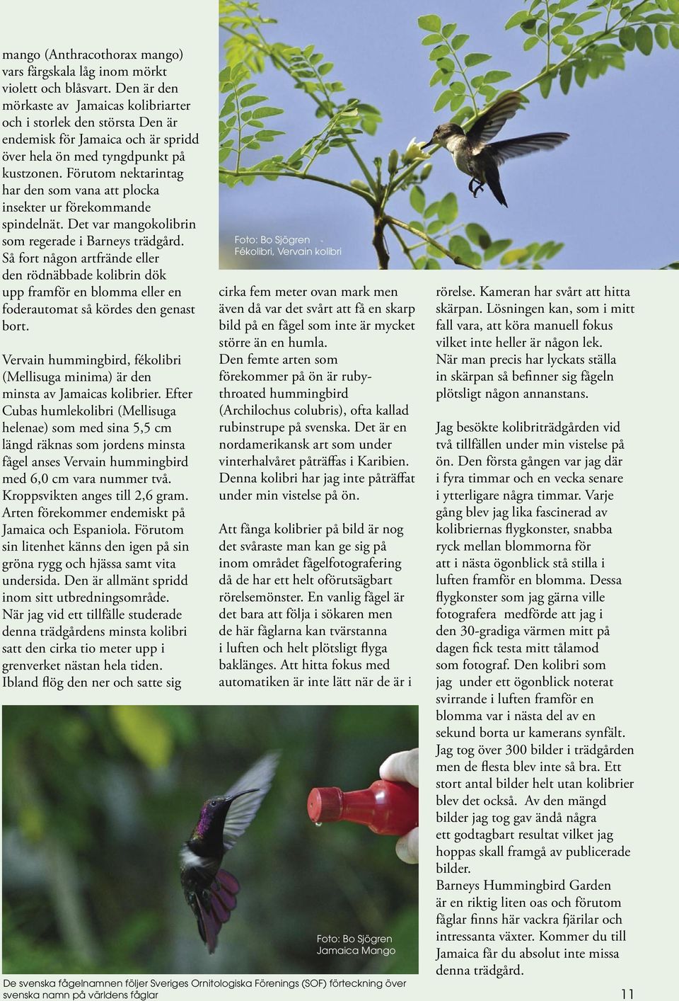Förutom nektarintag har den som vana att plocka insekter ur förekommande spindelnät. Det var mangokolibrin som regerade i Barneys trädgård.