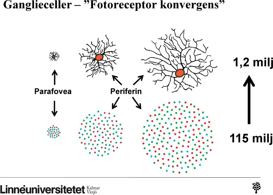 konvergens 1,2