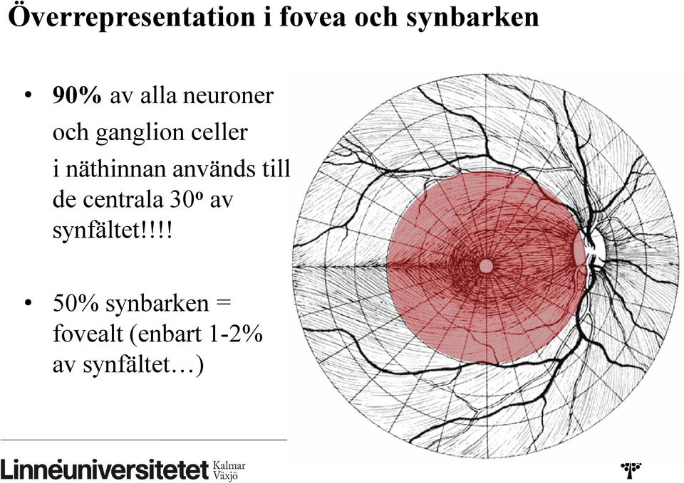 används till de centrala 30 o av synfältet!