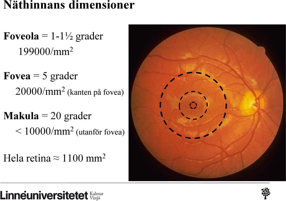 20000/mm 2 (kanten på fovea) Makula= 20