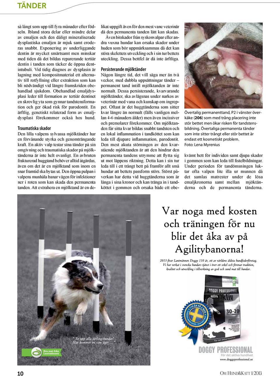 Vid tidig diagnos av dysplasin är lagning med kompositmaterial ett alternativ till rotfyllning eller extraktion som kan bli nödvändigt vid längre framskriden obehandlad sjukdom.