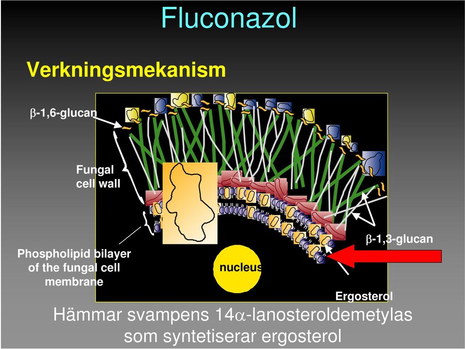 membrane nucleus Ergosterol β-1,3-glucan Hämmar