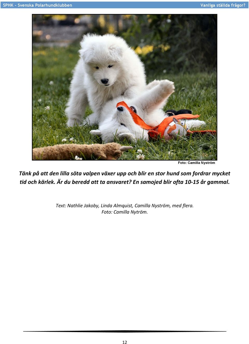 Är du beredd att ta ansvaret? En samojed blir ofta 10-15 år gammal.