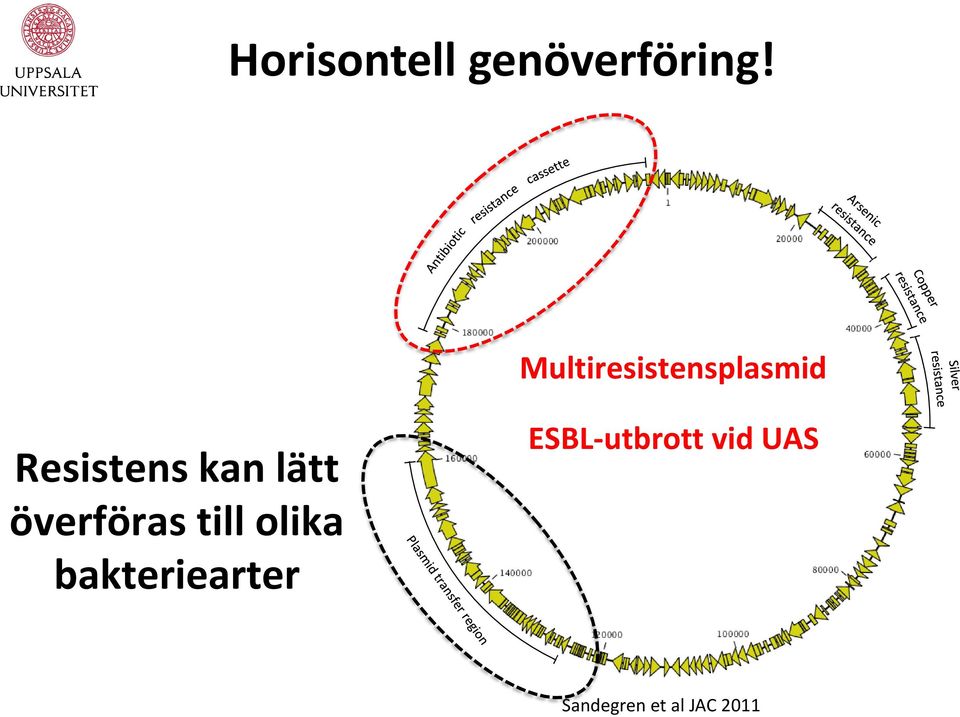 lätt överföras till olika bakteriearter