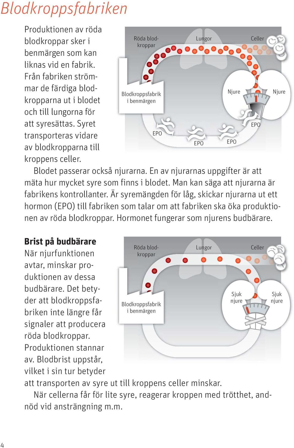 Man kan säga att njurarna är fabrikens kontrollanter. Är syremängden för låg, skickar njurarna ut ett hormon (EPO) till fabriken som talar om att fabriken ska öka produktionen av röda blodkroppar.