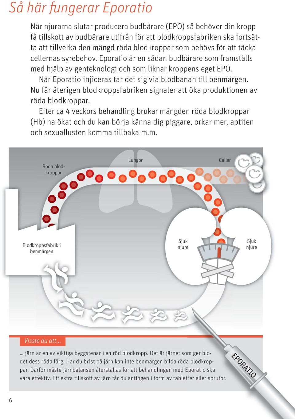 När Eporatio injiceras tar det sig via blodbanan till benmärgen. Nu får återigen blodkroppsfabriken signaler att öka produktionen av röda blodkroppar.