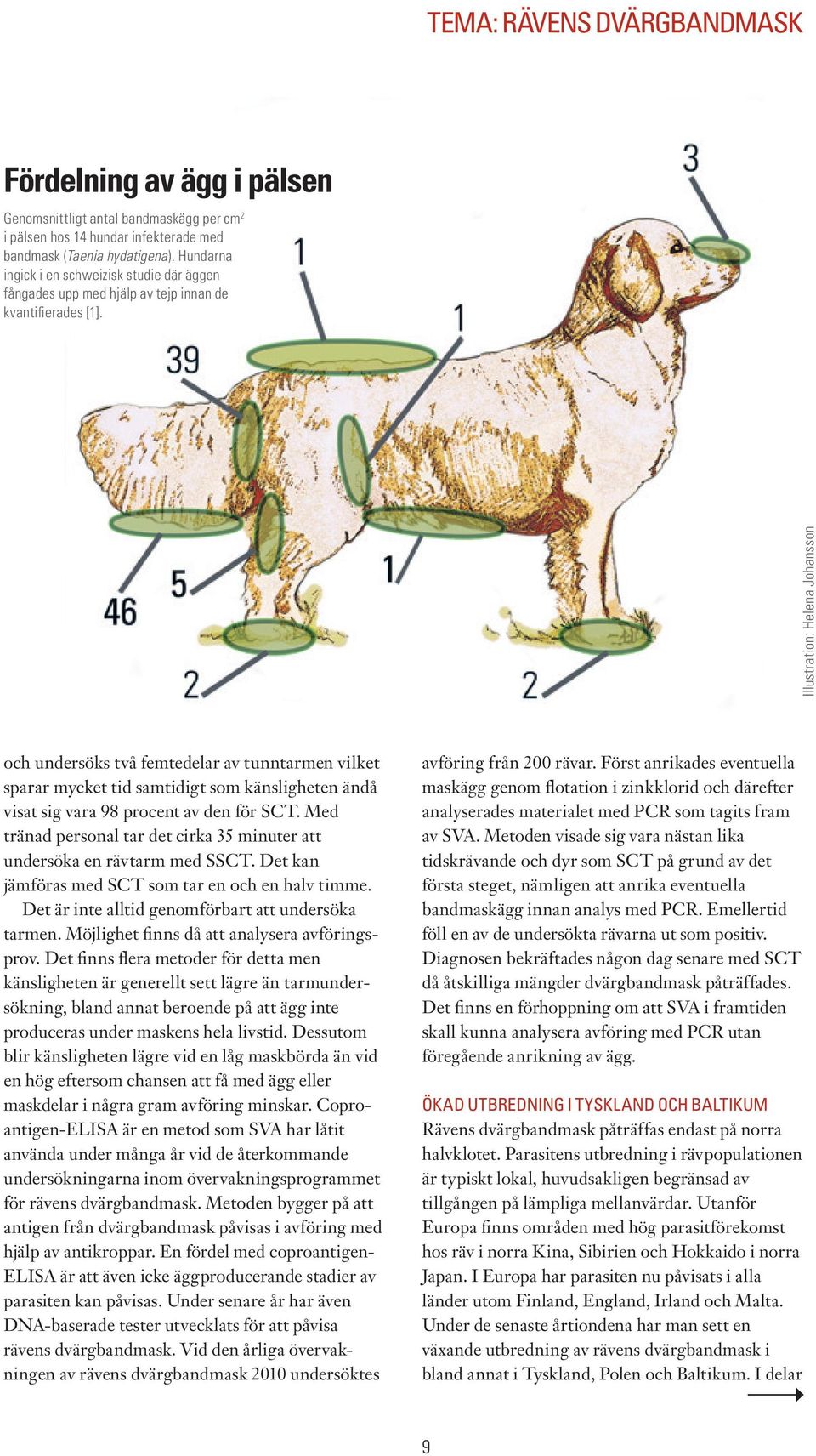 Illustration: Helena Johansson och undersöks två femtedelar av tunntarmen vilket sparar mycket tid samtidigt som känsligheten ändå visat sig vara 98 procent av den för SCT.