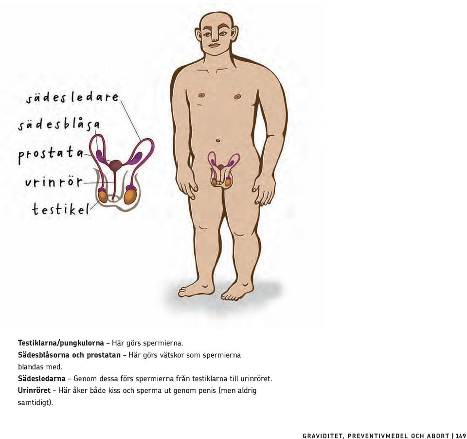 Sädesledarna Genom dessa förs spermierna från testiklarna till urinröret.