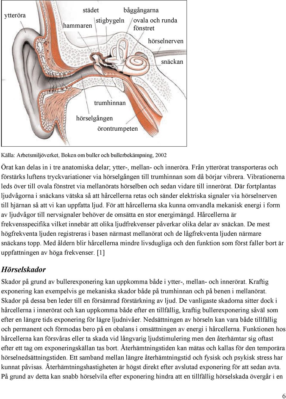 Vibrationerna leds över till ovala fönstret via mellanörats hörselben och sedan vidare till innerörat.