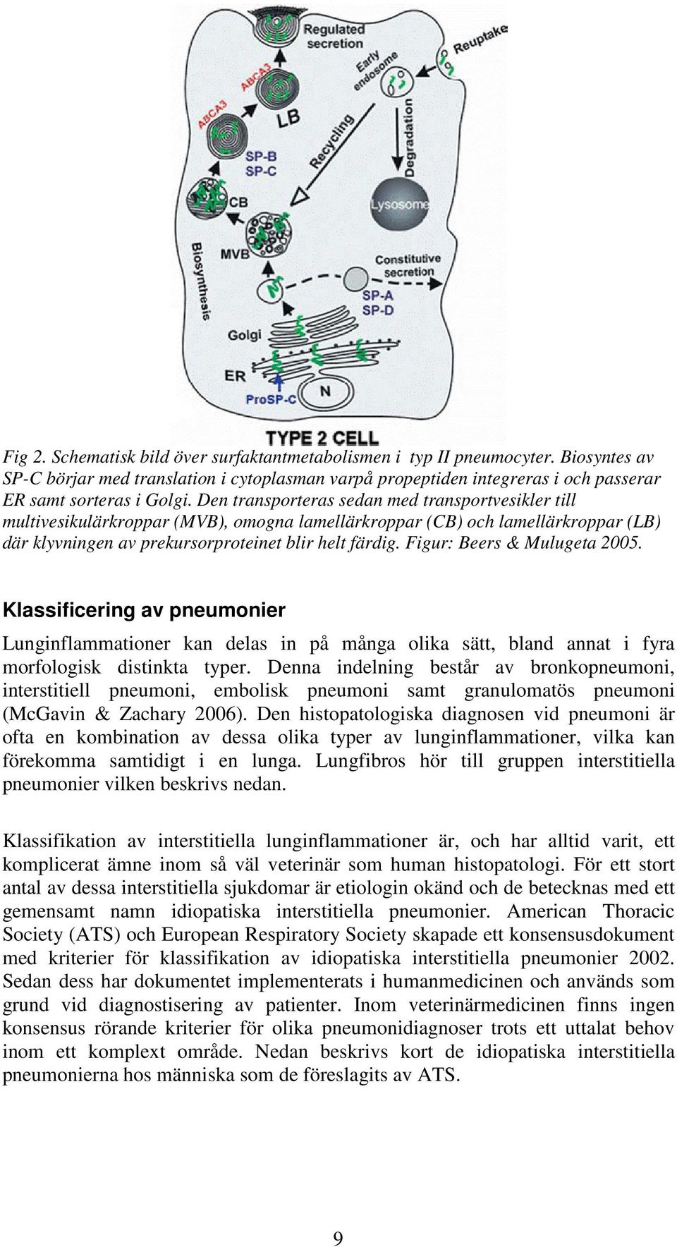 Figur: Beers & Mulugeta 2005. Klassificering av pneumonier Lunginflammationer kan delas in på många olika sätt, bland annat i fyra morfologisk distinkta typer.