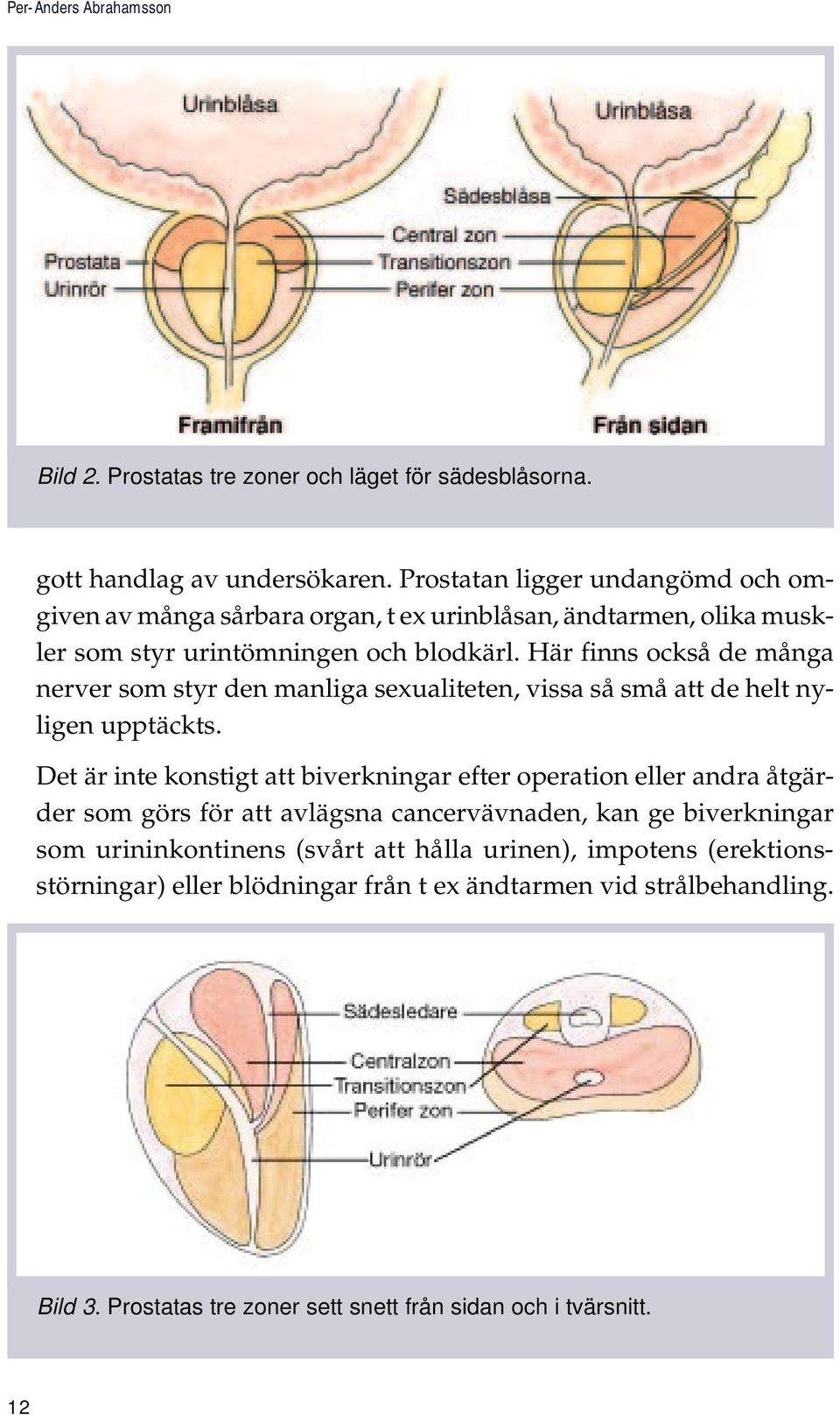 Här finns också de många nerver som styr den manliga sexualiteten, vissa så små att de helt nyligen upptäckts.