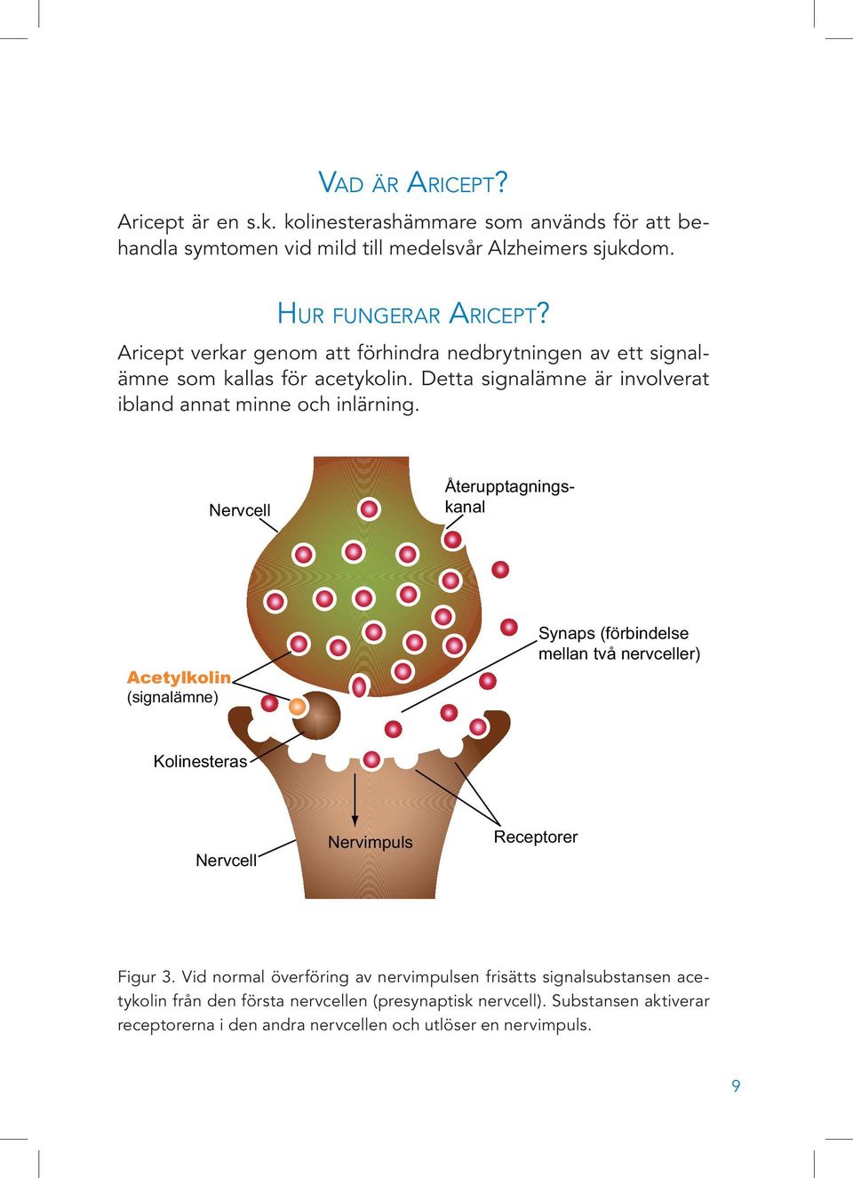 Nervcell Återupptagningskanal Acetylkolin (signalämne) Synaps (förbindelse mellan två nervceller) Kolinesteras Nervcell Nervimpuls Receptorer Figur 3.