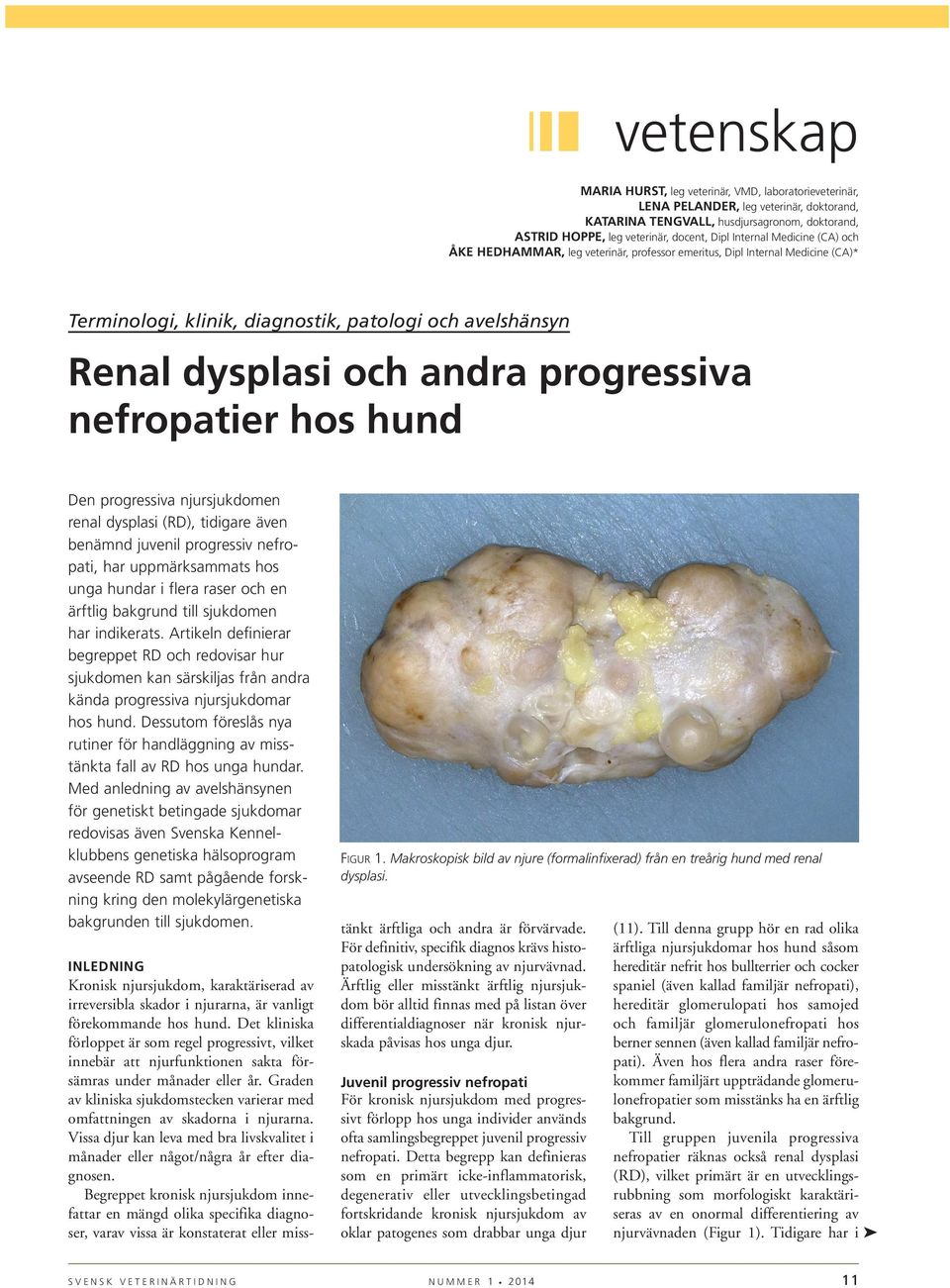 progressiva nefropatier hos hund Den progressiva njursjukdomen renal dysplasi (RD), tidigare även benämnd juvenil progressiv nefropati, har uppmärksammats hos unga hundar i flera raser och en ärftlig