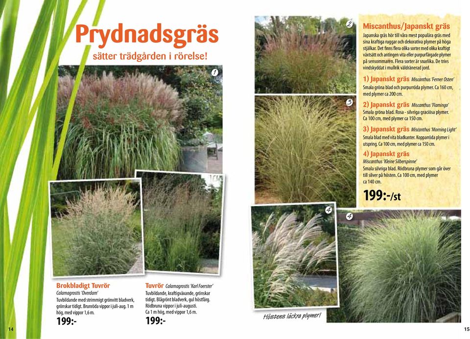 1) Japanskt gräs Miscanthus Ferner Osten Smala gröna blad och purpurröda plymer. Ca 160 cm, med plymer ca 200 cm. 2) Japanskt gräs Miscanthus Flamingo Smala gröna blad.