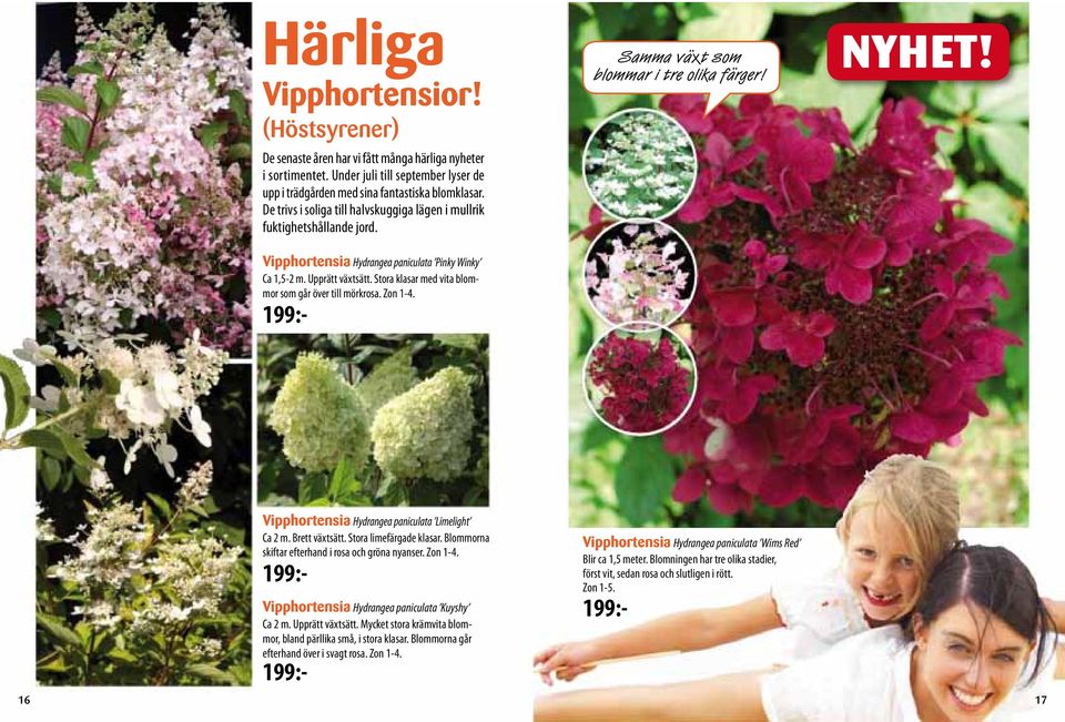 Stora klasar med vita blommor som går över till mörkrosa. Zon 1-4. 199:- Samma växt som blommar i tre olika färger! NYHET! Vipphortensia Hydrangea paniculata Limelight Ca 2 m. Brett växtsätt.