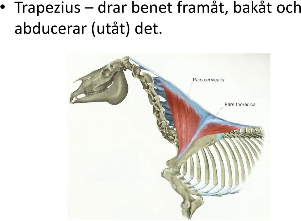 bakåt och