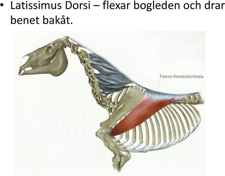 bogleden och