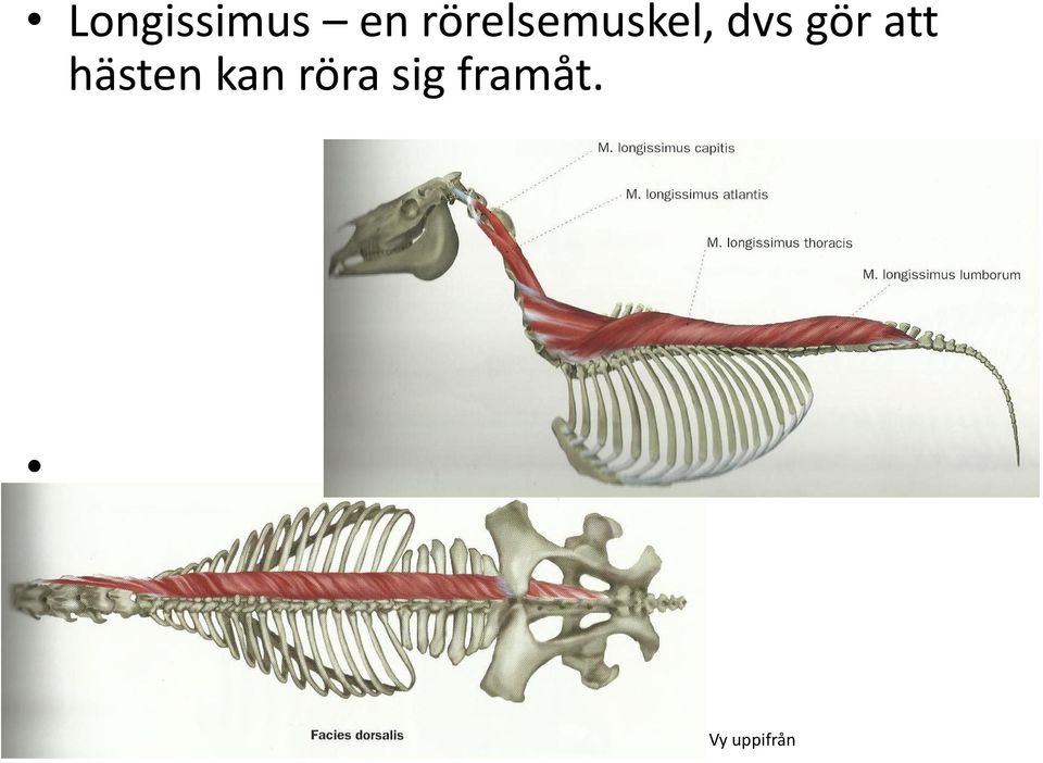 gör att hästen kan