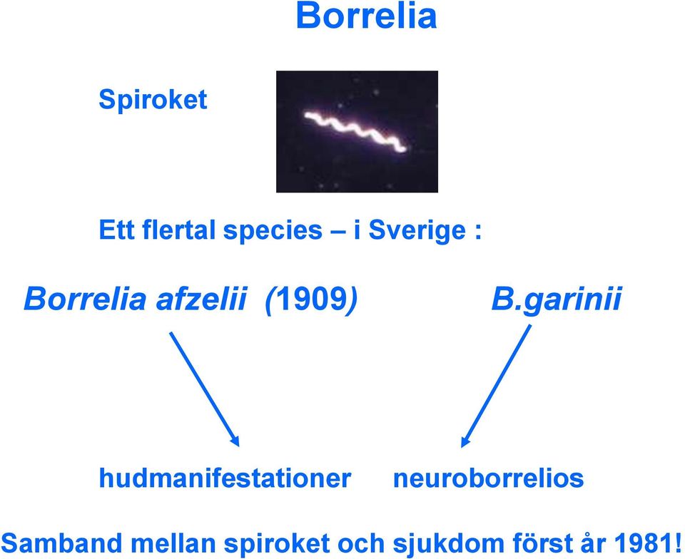 garinii hudmanifestationer neuroborrelios