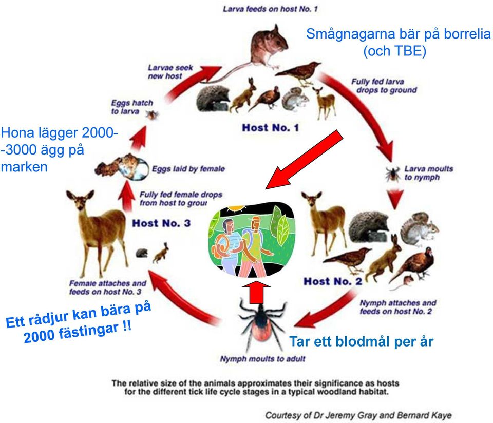 lägger 2000- -3000 ägg