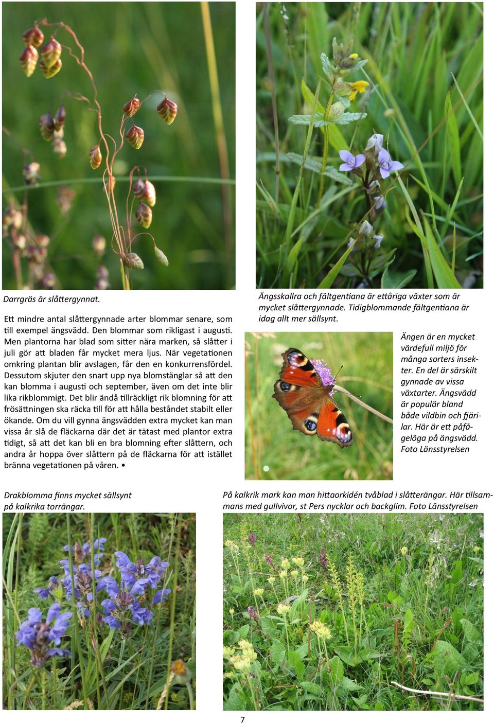 Men plantorna har blad som sitter nära marken, så slåtter i juli gör att bladen får mycket mera ljus. När vegetationen omkring plantan blir avslagen, får den en konkurrensfördel.