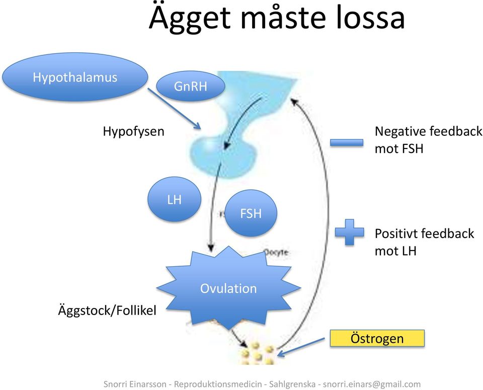 mot FSH LH FSH Positivt feedback