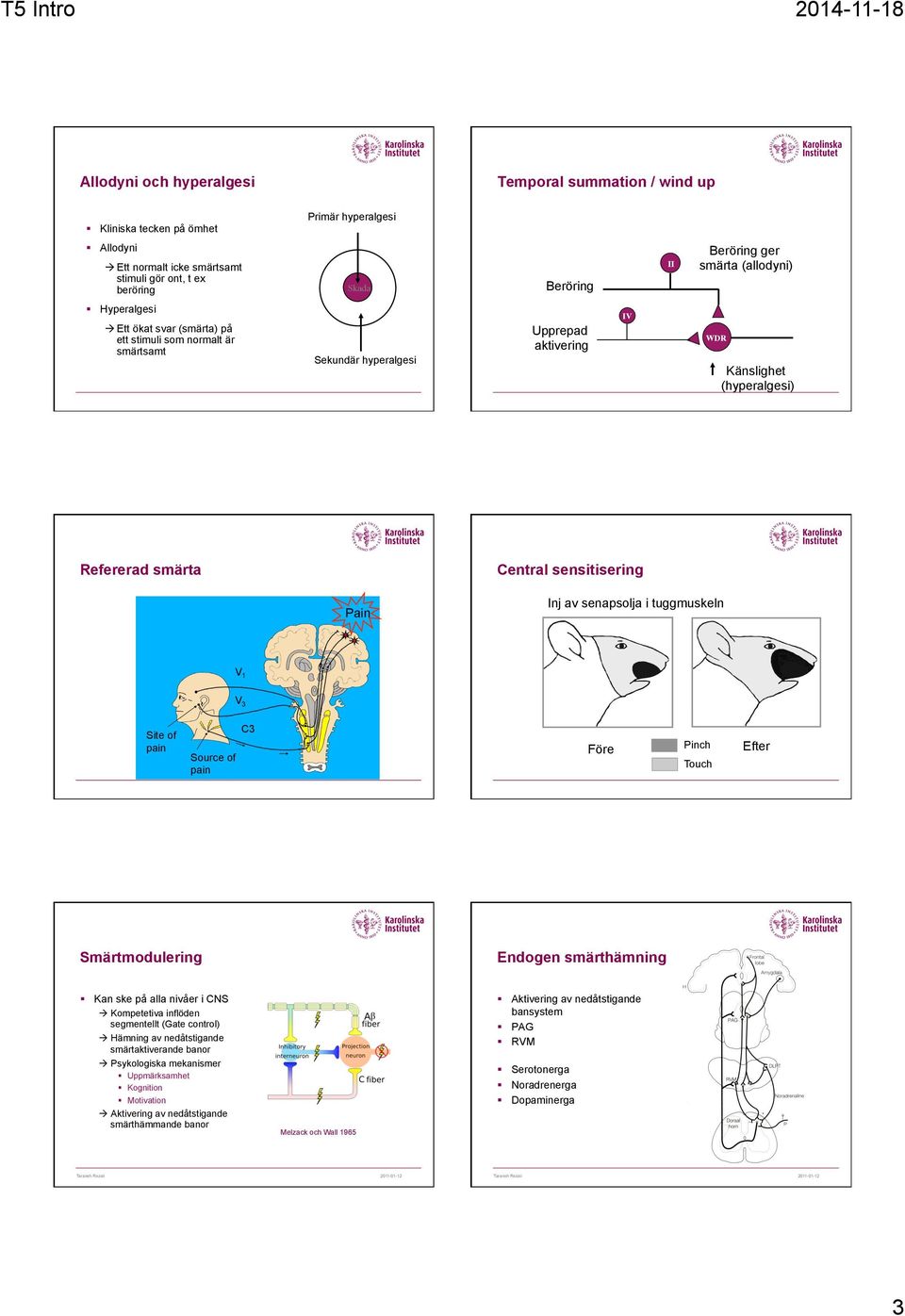 sensitisering Pain Inj av senapsolja i tuggmuskeln V 1 V 3 Site of pain Source of pain C3 Före Pinch Touch Efter Smärtmodulering Endogen smärthämning Kan ske på alla nivåer i CNS à Kompetetiva