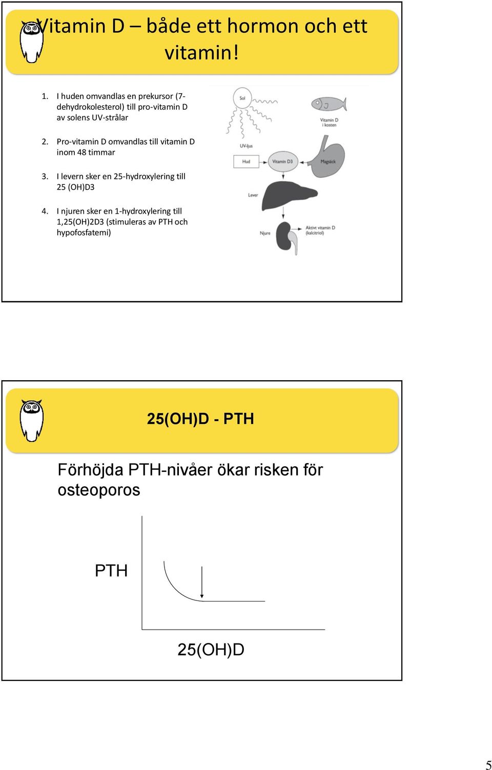 Pro-vitamin D omvandlas till vitamin D inom 48 timmar 3. I levern sker en 25-hydroxylering till 25 (OH)D3 4.