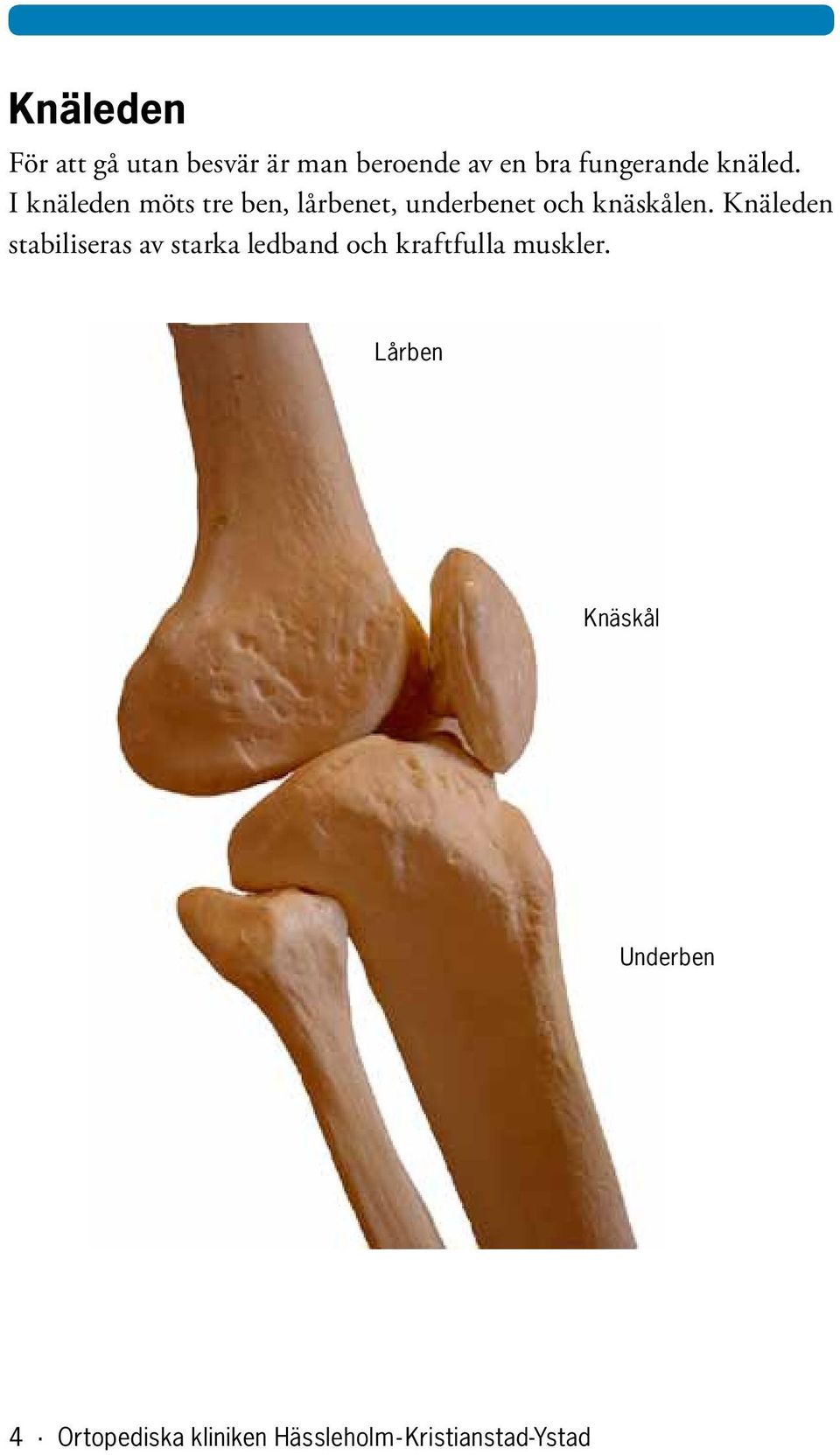 Knäleden stabiliseras av starka ledband och kraftfulla muskler.