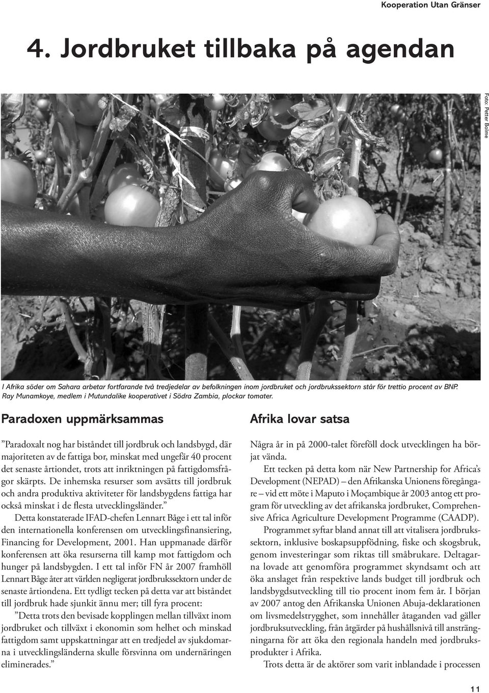 Ray Munamkoye, medlem i Mutundalike kooperativet i Södra Zambia, plockar tomater.
