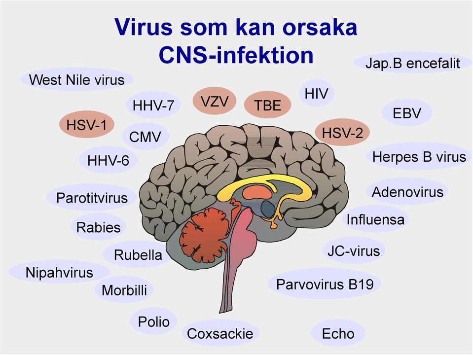 B encefalit HIV EBV HSV-2 Herpes B virus Parotitvirus