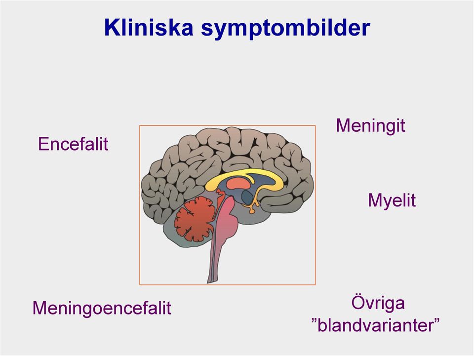 Encefalit Meningit