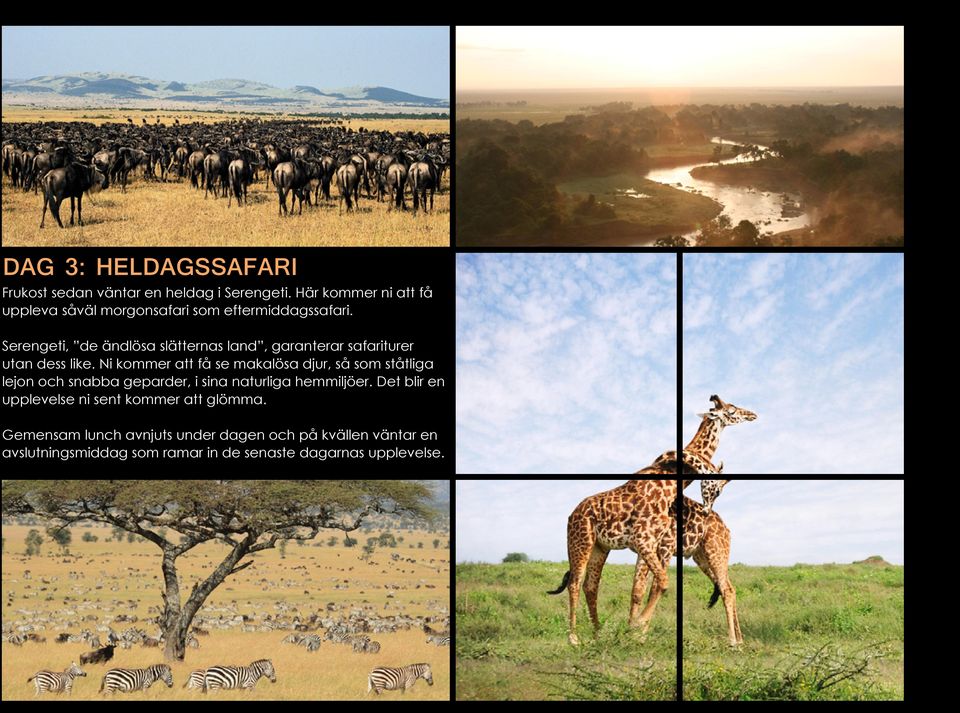 Serengeti, de ändlösa slätternas land, garanterar safariturer utan dess like.