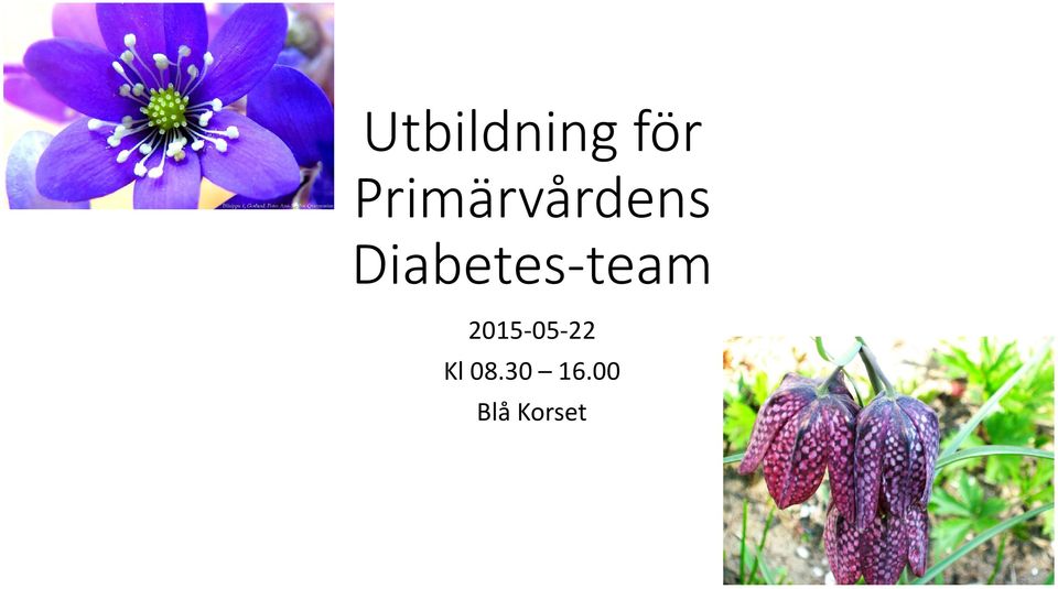 Diabetes-team