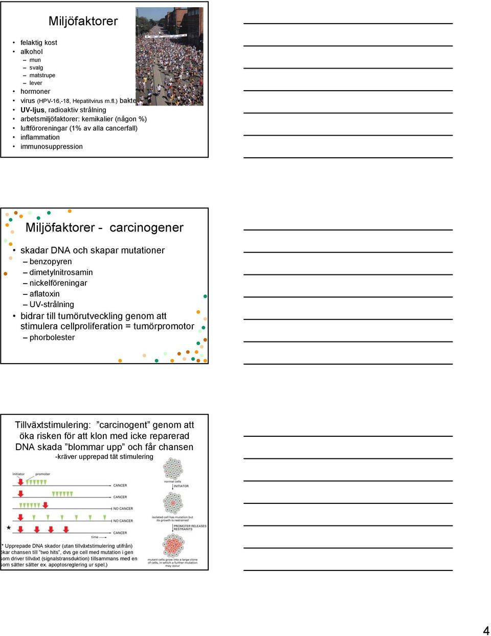 skapar mutationer benzopyren dimetylnitrosamin nickelföreningar aflatoxin UV-strålning bidrar till tumörutveckling genom att stimulera cellproliferation = tumörpromotor phorbolester