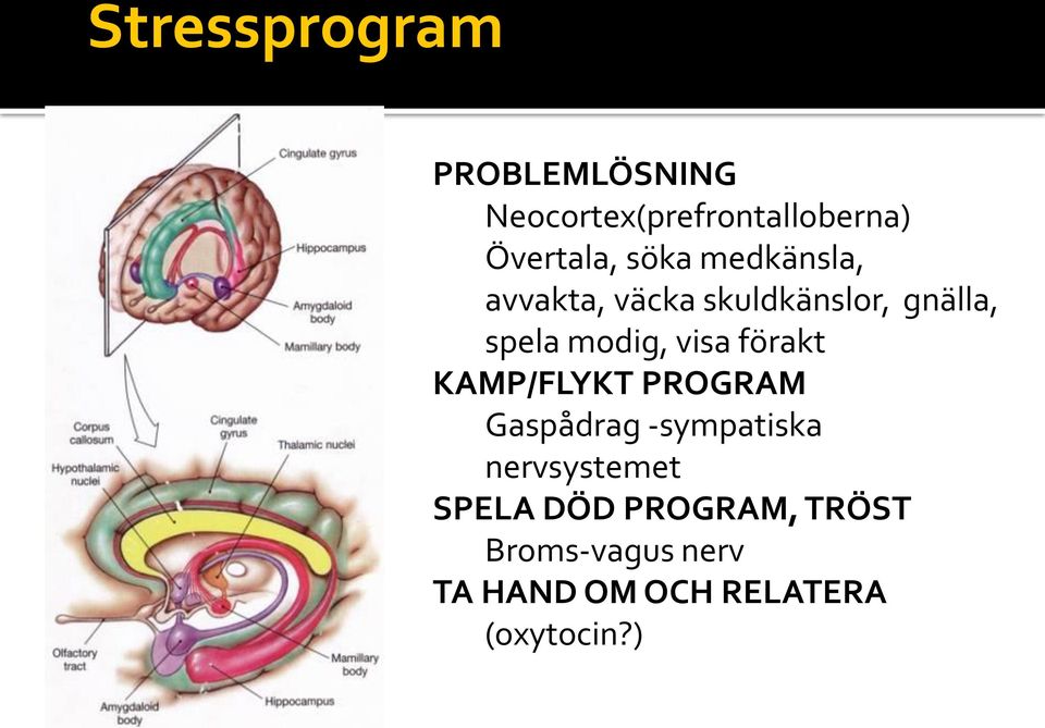 visa förakt KAMP/FLYKT PROGRAM Gaspådrag -sympatiska nervsystemet